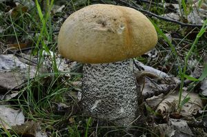 Klikni pro velký obrázek