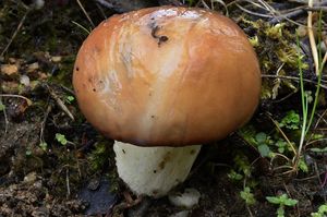 Klouzek zrnitý - Suillus granulatus (L.:Fr.) Roussel