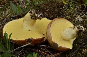 Klouzek zrnitý - Suillus granulatus (L.:Fr.) Roussel