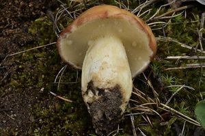 Klouzek zrnitý - Suillus granulatus (L.:Fr.) Roussel