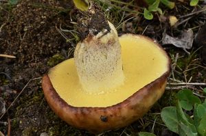 Klouzek zrnitý - Suillus granulatus (L.:Fr.) Roussel