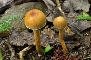 Polnička polokulovitá - Agrocybe pediades (Fr.) Fayod 1889