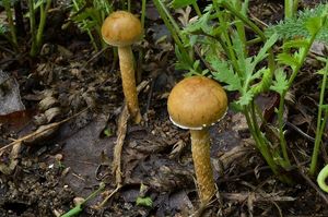 Polnička polokulovitá - Agrocybe pediades (Fr.) Fayod 1889