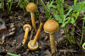 Polnička polokulovitá - Agrocybe pediades (Fr.) Fayod 1889