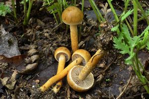 Polnička polokulovitá - Agrocybe pediades (Fr.) Fayod 1889