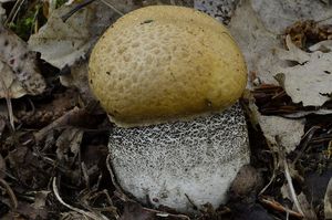 Klikni pro velký obrázek