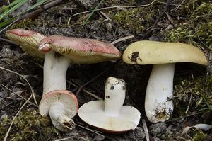 Klikni pro velký obrázek