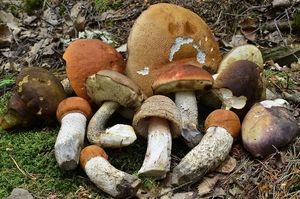 Klikni pro velký obrázek