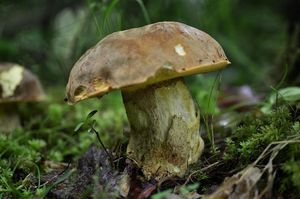 Klikni pro velký obrázek