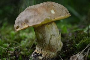 Klikni pro velký obrázek