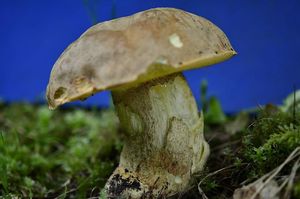 Klikni pro velký obrázek