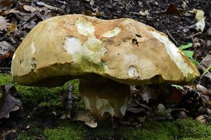 Klikni pro velký obrázek