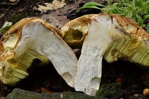 Klikni pro velký obrázek