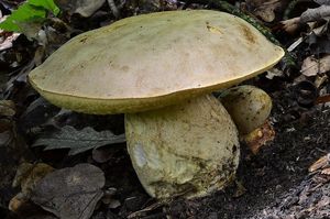 Klikni pro velký obrázek