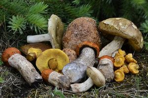 Klikni pro velký obrázek