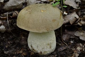 Klikni pro velký obrázek