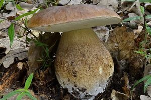 Klikni pro velký obrázek