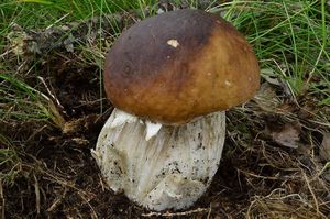 Klikni pro velký obrázek