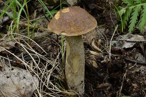 Klikni pro velký obrázek