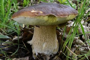 Klikni pro velký obrázek