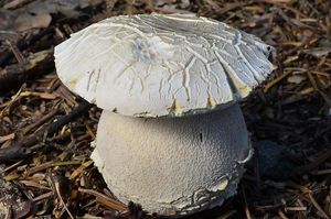 Hřib smrkový bílý - Boletus edulis f. albus