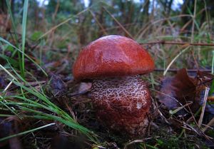 Klikni pro velký obrázek