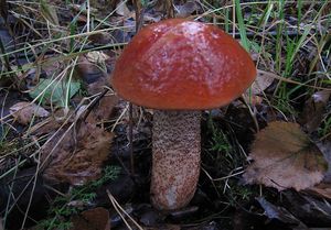 Klikni pro velký obrázek