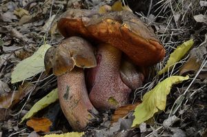 Klikni pro velký obrázek