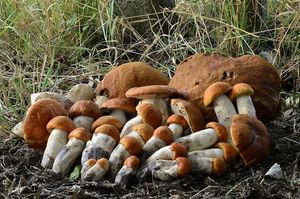 Klikni pro velký obrázek