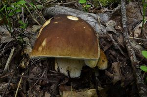 Klikni pro velký obrázek