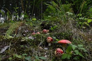 Klikni pro velký obrázek