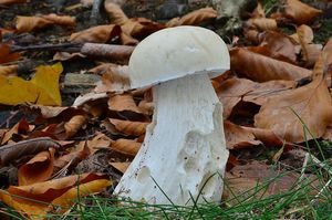 Hřib smrkový bílý - Boletus edulis f. albus