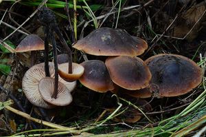 Cystidovka rybovonná - Macrocystidia cucumis