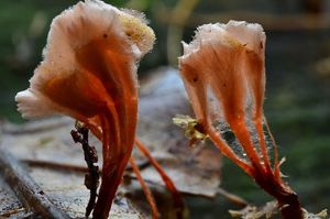 Anthina ohnivá - Anthina flammea