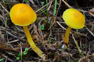 Voskovka vosková - Hygrocybe ceracea (Sowerby) P. Kumm. 1871