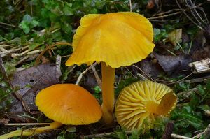 Voskovka vosková - Hygrocybe ceracea (Sowerby) P. Kumm. 1871