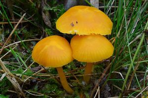 Voskovka vosková - Hygrocybe ceracea