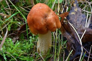 Voskovka luční - Hygrocybe pratensis