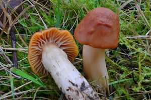 Voskovka luční - Hygrocybe pratensis