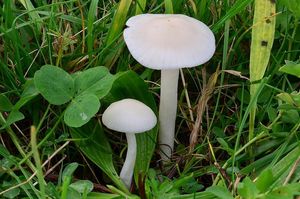 Voskovka panenská - Hygrocybe virginea