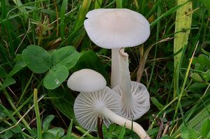 Voskovka panenská - Hygrocybe virginea