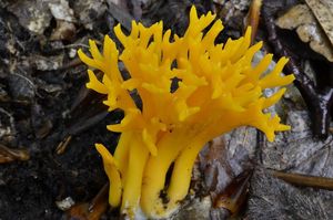 Krásnorůžek lepkavý - Calocera viscosa (Pers.) Fr. 1821