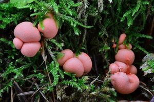 Vlčí mléko červené - Lycogala epidendrum (J.C. Buxb. ex L.) Fr.