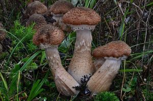 Václavka smrková - Armillaria ostoyae (Romagn.) Herink 1973