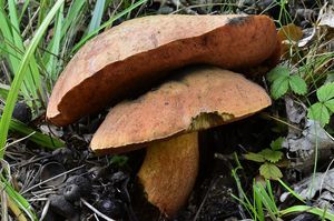 Hřib koloděj - Suillellus luridus (Schaeff.) Murrill 1909
