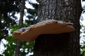 Troudnatec pásovaný - Fomitopsis pinicola (Sw.) P. Karst. 1881