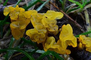 Rosolovka mozkovitá - Tremella mesenterica Retz. 1769
