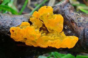 Rosolovka mozkovitá - Tremella mesenterica Retz. 1769