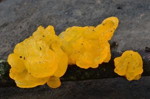 Rosolovka mozkovitá - Tremella mesenterica Retz. 1769
