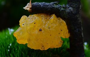 Rosolovka mozkovitá - Tremella mesenterica Retz. 1769